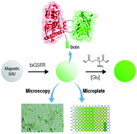 Graphical abstract: Multiplexed and spatiotemporal measurements of glutamate secreted by neurons and bacteria