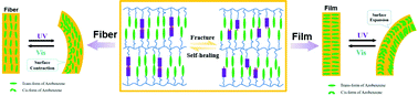 Graphical abstract: A self-healing photoinduced-deformable material fabricated by liquid crystalline elastomers using multivalent hydrogen bonds as cross-linkers