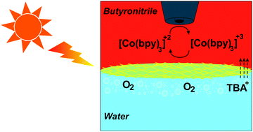 Graphical abstract: A polarized liquid–liquid interface meets visible light-driven catalytic water oxidation