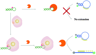 Graphical abstract: Binding-responsive catalysis of Taq DNA polymerase for the sensitive and selective detection of cell-surface proteins