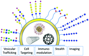 Graphical abstract: Opportunities for glyconanomaterials in personalized medicine