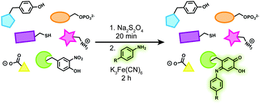 Graphical abstract: Direct detection of nitrotyrosine-containing proteins using an aniline-based oxidative coupling strategy