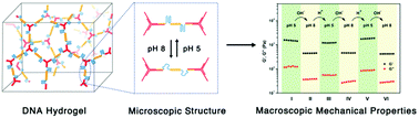 Graphical abstract: Reversibly tuning the mechanical properties of a DNA hydrogel by a DNA nanomotor