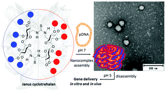 Graphical abstract: Trehalose-based Janus cyclooligosaccharides: the “Click” synthesis and DNA-directed assembly into pH-sensitive transfectious nanoparticles