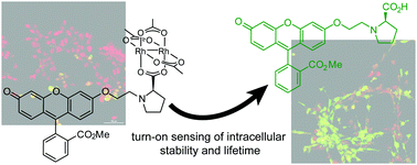 Graphical abstract: Assessing the intracellular fate of rhodium(ii) complexes