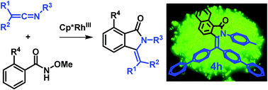 Graphical abstract: Rh-Catalyzed annulations of N-methoxybenzamides with ketenimines: synthesis of 3-aminoisoindolinones and 3-diarylmethyleneisoindolinones with strong aggregation induced emission properties