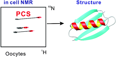 Graphical abstract: 3D structure determination of a protein in living cells using paramagnetic NMR spectroscopy