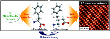 Graphical abstract: Molecular tuning of amino acids to form two-dimensional molecular networks driven by conformational preorganization