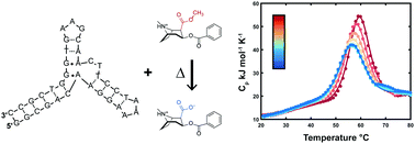 Graphical abstract: Rapid characterization of folding and binding interactions with thermolabile ligands by DSC