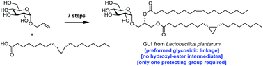 Graphical abstract: Total synthesis of a cyclopropane-fatty acid α-glucosyl diglyceride from Lactobacillus plantarum and identification of its ability to signal through Mincle