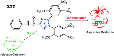 Graphical abstract: Photo-enhanced oxidizability of tetrazolium salts and its impact on superoxide assaying