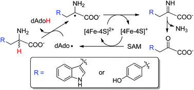 Graphical abstract: Mechanistic study of the radical SAM-dependent amine dehydrogenation reactions