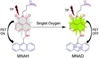 Graphical abstract: An efficient two-photon fluorescent probe for monitoring mitochondrial singlet oxygen in tissues during photodynamic therapy