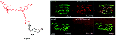 Graphical abstract: A selective and sensitive near-infrared fluorescent probe for acetylcholinesterase imaging