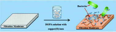 Graphical abstract: Surface-independent one-pot chelation of copper ions onto filtration membranes to provide antibacterial properties