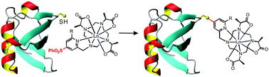 Graphical abstract: Single-armed phenylsulfonated pyridine derivative of DOTA is rigid and stable paramagnetic tag in protein analysis