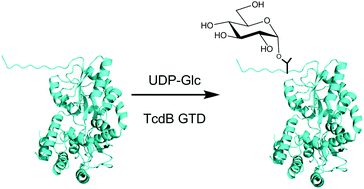 Graphical abstract: Site specific protein O-glucosylation with bacterial toxins