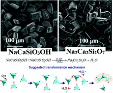 Graphical abstract: Morphology and phase transformation from NaCaSiO3OH to Na2Ca2Si2O7 and photoluminescence evolution via Eu3+/Tb3+ doping