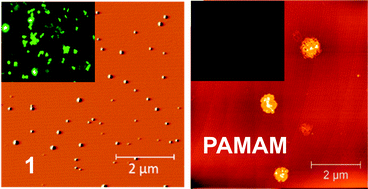 Graphical abstract: Guanidiniocarbonyl pyrrole (GCP) conjugated PAMAM-G2, a highly efficient vector for gene delivery: the importance of DNA condensation