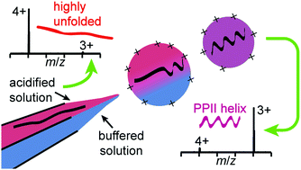 Graphical abstract: Microsecond and nanosecond polyproline II helix formation in aqueous nanodrops measured by mass spectrometry