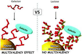 Graphical abstract: Multivalent effect of glycopolypeptide based nanoparticles for galectin binding