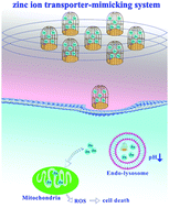 Graphical abstract: Embedding magnetic nanoparticles into coordination polymers to mimic zinc ion transporters for targeted tumor therapy