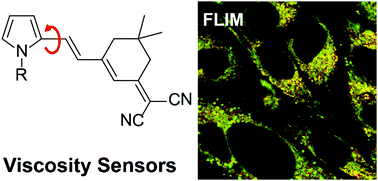 Graphical abstract: Pyrrolic molecular rotors acting as viscosity sensors with high fluorescence contrast