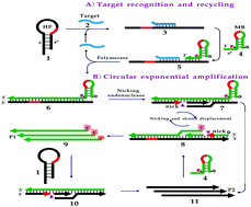 Graphical abstract: An autocatalytic DNA machine with autonomous target recycling and cascade circular exponential amplification for one-pot, isothermal and ultrasensitive nucleic acid detection