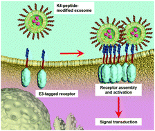 Graphical abstract: Receptor clustering and activation by multivalent interaction through recognition peptides presented on exosomes