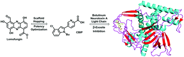 Graphical abstract: Picolinic acids as β-exosite inhibitors of botulinum neurotoxin A light chain