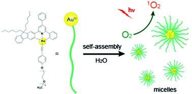 Graphical abstract: A macromolecular cyclometalated gold(iii) amphiphile displays long-lived emissive excited state in water: self-assembly and in vitro photo-toxicity
