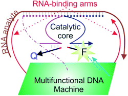 Graphical abstract: DNA nanotechnology for nucleic acid analysis: multifunctional molecular DNA machine for RNA detection