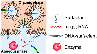 Graphical abstract: Liquid–liquid extraction of enzymatically synthesized functional RNA oligonucleotides using reverse micelles with a DNA-surfactant