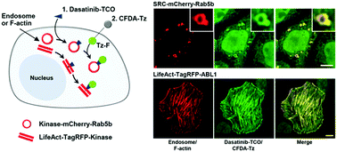 Graphical abstract: A bioorthogonal approach for imaging the binding between Dasatinib and its target proteins inside living cells