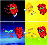 Graphical abstract: Caging the uncageable: using metal complex release for photochemical control over irreversible inhibition