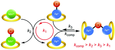 Graphical abstract: Intermetal oxygen atom transfer from an FeVO complex to a MnIII complex: an experimental and theoretical approach