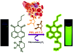 Graphical abstract: A fluorescent probe for the selective detection of creatinine in aqueous buffer applicable to human blood serum