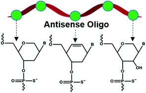 Graphical abstract: Evaluation of anhydrohexitol nucleic acid, cyclohexenyl nucleic acid and d-altritol nucleic acid-modified 2′-O-methyl RNA mixmer antisense oligonucleotides for exon skipping in vitro