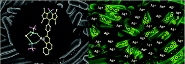 Graphical abstract: Tracking silver delivery to bacteria using turn-on fluorescence