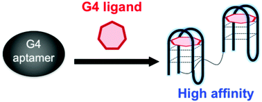 Graphical abstract: Structural regulation by a G-quadruplex ligand increases binding abilities of G-quadruplex-forming aptamers