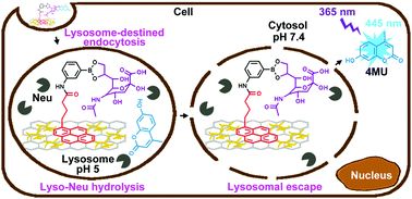 Graphical abstract: A light-up imaging protocol for neutral pH-enhanced fluorescence detection of lysosomal neuraminidase activity in living cells