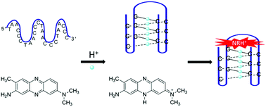 Graphical abstract: Neutral red as a specific light-up fluorescent probe for i-motif DNA