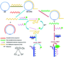 Graphical abstract: Highly sensitive and selective miRNA detection based on a closed ring probe and multiple signal amplification