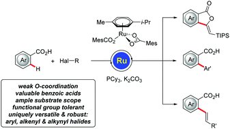 Graphical abstract: Ruthenium(ii)-catalyzed C–H functionalizations on benzoic acids with aryl, alkenyl and alkynyl halides by weak-O-coordination