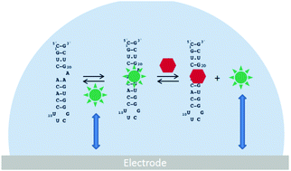 Graphical abstract: Use of a redox probe for an electrochemical RNA–ligand binding assay in microliter droplets