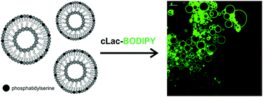 Graphical abstract: A Trp-BODIPY cyclic peptide for fluorescence labelling of apoptotic bodies