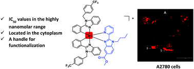 Graphical abstract: Highly potent extranuclear-targeted luminescent iridium(iii) antitumor agents containing benzimidazole-based ligands with a handle for functionalization