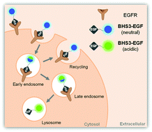 Graphical abstract: Real-time monitoring of vesicle pH in an endocytic pathway using an EGF-conjugated two-photon probe