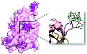 Graphical abstract: Molecular tweezers target a protein–protein interface and thereby modulate complex formation