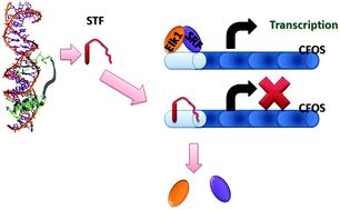 Graphical abstract: A peptide-based synthetic transcription factor selectively down-regulates the proto-oncogene CFOS in tumour cells and inhibits proliferation